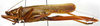 Paramacroxiphus aberrans Willemse, 1961: Fig. 2 (reproduced with permission). female (paratype). (Otu).