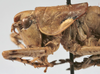 Rhacocleis corsicana Bonfils, 1960: female pronotum lateral (allotype). (Otu).