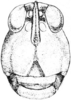 Tettigidea lateralis lateralis (Say, 1824): Fig. 180. female, head, facial view. (Otu).
