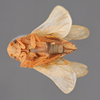 Habitus ventral view: !! display not done !! on Ponana (Ponana) puncticollis (Spångberg, 1878): (Observation).