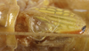 CollectionObject 1533098; 5af860b7-a751-4b62-9012-e584124bd276: male stridulatory apparatus (holotype). (CollectionObject).