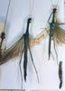 CollectionObject 1560317; cdc48f80-eea7-47b1-8251-2bceb15f3349: copyright MNHN, Paris. female (syntypes). (CollectionObject).
