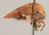 Habitus, lateral view: !! display not done !! on Carynota vera Goding, 1895: (Observation).
