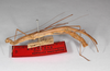 Singaporoidea poeciloptera (Rehn, 1904): copyright ZMHB, Berlin. female, lateral view of synonym Sipyloidea normalis (syntype). (Otu).