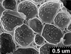 Brochosomes: !! display not done !! on Oncometopia (Oncometopia) orbona (Fabricius, 1798): OM193 | U.S.A., Virginia, Virginia Beach | 8/31/1903 | USNM. (Observation).