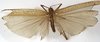 CollectionObject 1529680; 4eda497e-7de8-4ce5-9701-1a21d5ece483: male, dorsal view (holotype). (CollectionObject).