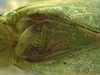 CollectionObject 1593126; 7ede5047-66e3-40bf-8ebf-40d5b8607aca: male stridulatory area. (CollectionObject).
