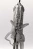 CollectionObject 1524407; 06627086-6473-4683-890e-6c95d25b2eeb: Image C.S. Carbonell. male, frontal view (holotype of Belosacris aurantipes). (CollectionObject).