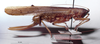 CollectionObject 1522117; 1557e75a-2092-4dae-8b0a-3cd7fb0b640b: female, lateral view (holotype). (CollectionObject).