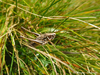 CollectionObject 1588199; 91b7ca09-da8f-491e-a4cf-2374ee672c82: male (MK: Shar Mt. Crno ezero lake). (CollectionObject).