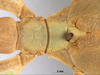 CollectionObject 1590522; d9bdf539-fc65-4ab1-ad14-c983162a69b2: copyright RMNH. female thorax, dorsal view (holotype). (CollectionObject).