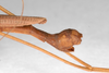 CollectionObject 1559707; 1cb32818-f1e5-4f98-97d5-59f1be48f072: copyright MNHU, Berlin. male: end of abdomen, lateral view of synonym Marmessoidea caryophyllea (syntype). (CollectionObject).