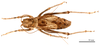 CollectionObject 1475599; c97e7739-249b-4dae-bf76-d02f6a7dd1c7: male, dorsal view (holotype). (CollectionObject).