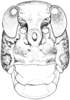 Phrynotettix robustus occultus Rehn & Grant, 1959: Fig. 331. female head, frontal view. (Otu).