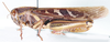 Ornithacris turbida (Walker, 1870): lateral view. (Otu).