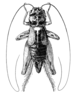 Gryllomorpha (Hymenoptila) rotundipennis (Chopard, 1939): Fig. 333. male, dorsal view. (Otu).