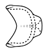 Connective on Coarctana asymmetrica Domahovski & Cavichioli, 2023: Male holotype [DZUP]: connective, dorsal view. (Observation).
