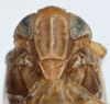 Head on Delphacodes apicatus Beamer, 1948: (Observation).