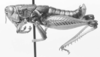 CollectionObject 1524010; 258d7214-e209-4d23-b52c-e4960353defb: male, lateral view (holotype). (CollectionObject).