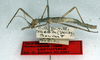 CollectionObject 1562349; NMW 242, 5c5d4c50-4afb-41c4-996b-323238ddf1e5: copyright NMW, Vienna. male, lateral view (lectotype). (CollectionObject).