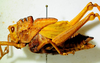 CollectionObject 1498830; 38abd980-a705-4fc3-8568-25bebe49a58c: 2012. female, lateral view. (CollectionObject).