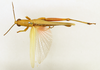 CollectionObject 1518371; b424aae8-0eb4-40e6-9bfe-b2baaa663fd1: male, dorsal view (holotype). (CollectionObject).