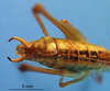 CollectionObject 1536543; 3e43fd7a-f98a-4fa8-ba02-364b7f8523a1: male cerci (paratype). (CollectionObject).