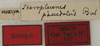 CollectionObject 1535997; 9e6fa90e-e92f-4f78-a35e-c829aa77fce1: labels (syntype). (CollectionObject).