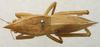 CollectionObject 1535035; 58a6da7f-880e-49a7-873f-36a8f0ccbd8f: female, dorsal view (holotype). (CollectionObject).