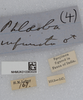 CollectionObject 1577886; 1fcea210-ad07-4db0-ad1f-0627048e5fc8: labels. (CollectionObject).