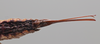 CollectionObject 2072894; e27b9cda-e7a8-45c9-aafd-1f15cc9b3ddd: Female, ovipositor, ventral view. (CollectionObject).