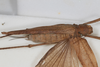 CollectionObject 1505791; b3801d44-1fe5-4103-9de9-dc2106ee58e1: female, dorsal view (syntype). (CollectionObject).
