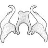 Stylus on Brazosa beni Pinedo-Escatel & Dietrich, 2020: style and connective, dorsal aspect. (Observation).