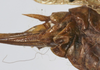 subgenital plate (holotype). Depicts CollectionObject 1539573; 78cd6824-733c-471b-8df1-749e77b3179e, a CollectionObject.