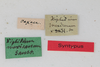CollectionObject 1505658; 06580603-f7ce-4dc0-8987-20a4388c7497: female, labels (syntype). (CollectionObject).
