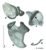 Arenivaga erratica (Rehn, 1903): Original drawing by Heidi Hopkins © Heidi Hopkins. Adult male, genitalia, ventral view. (Otu).