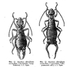 Chelidura euxina (Semenov, 1907): Fig. 11. Anechura (Borelliola) euxina Semenov, forma brachylabia, male (from Maykop surroundings). X5. Original Fig. 12. Anechura (Borelliola) euxina Semenov, forma macrolabia, male (from Voroshilovsk [now Stavropol] surroundings). X5. Original. (Otu).