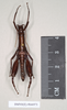 CollectionObject 1562199; NHMUK(SF IMPORT DUPLICATE) 844973, 8b7f5d18-e44d-4a99-82c1-e723db6ced69: copyright Natural History Museum, London. male (holotype). (CollectionObject).