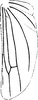 Hind wing on Diomma (Diomma) ilsae (Jacobi, 1941): Hind wing. (Observation).