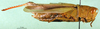 CollectionObject 1502311; fc04f2f7-2254-4a41-8c2d-7c7cda3ebbb6: female, lateral view (syntype). (CollectionObject).