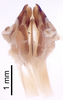 CollectionObject 1522870; 210fa7d1-de60-4840-9b0e-4a86127b0c23: Male genitalia, ventral view (holotype of Modicogryllus pacificus). (CollectionObject).