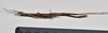 CollectionObject 1558569; 53e1fdbb-9161-455d-bcb1-b772a9e51aaa: copyright NTUC. male, ventral view (syntype). (CollectionObject).;CollectionObject 1558570; bfcc2c1d-711c-4901-beb1-4a62427f0abc: copyright NTUC. male, ventral view (syntype). (CollectionObject).