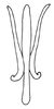 Aedeagus, posterior view on Coarctana secara (DeLong & Triplehorn, 1979): Male: aedeagus, posterior view. (Observation).
