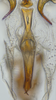 Aedeagus, ventral view: !! display not done !! on nsp 8-2: Carvaka Distant, 1918: (Observation).