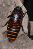 Elliptorhina laevigata (Saussure & Zehntner, 1895): Adult male from Belalanda, north of Tulear, Toliara Province. 2008. Copyright Olaf Pronk. (Otu).