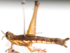 Euschmidtia viridifasciata Descamps, 1973: female, lateral view. (Otu).