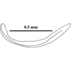 Ovipositor: ovipositor, lateral view. (Observation).