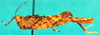 CollectionObject 1500854; 80cdd0ef-6fda-436c-a474-fba59fd56c0d: female, lateral view (paralectotype). (CollectionObject).
