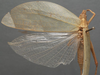 CollectionObject 1505711; b91f3227-0872-4962-a35d-5a9bd80c3888: female, dorsal view (holotype). (CollectionObject).