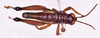 CollectionObject 1585720; 94081fd6-21cc-4d6b-b247-714071257038: male, body in dorsal view (no a type). (CollectionObject).
